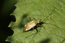 Zweipunktige Wiesenwanze (Calocoris norvegicus) am 4.6.2010 in Istein.