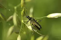 Gr�ner Scheinbockk�fer (Oedemera nobilis) am 4.6.2010 in Istein.