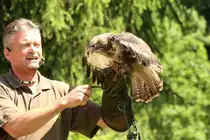 M�usebussard (Buteo buteo) am 4.6.2010 im Vogelpark Steinen.