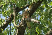 Turmfalke (Falco tinnunculus) am 4.6.2010 im Vogelpark Steinen.