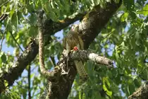 Turmfalke (Falco tinnunculus) am 4.6.2010 im Vogelpark Steinen.