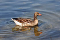 Graugans im Zlpicher See - 09.04.2011