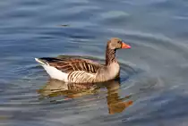 Graugans im Z�lpicher See - 09.04.2011