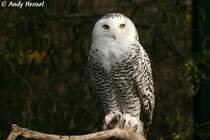 Schnee-Eule (Weibchen).