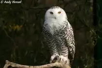 Schnee-Eule (Weibchen).