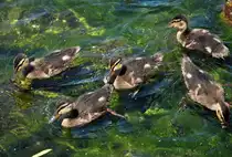 Eine  Horde  junger Stockg�nse auf dem Z�lpicher See - 29.05.2011