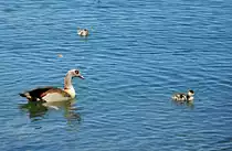 Nilgans mit Jungtieren auf dem Z�lpicher See - 29.05.2011