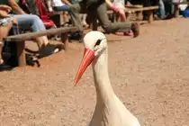 Wei�storch (Ciconia ciconia) bei einer Flugschau am 4.6.2010 im Vogelpark Steinen.