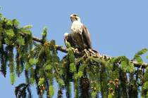 Laggarfalke (Falco jugger) am 4.6.2010 im Vogelpark Steinen.