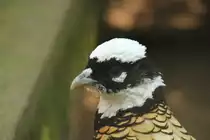 K�nigsfasan (Syrmaticus reevesii) am 4.6.2010 im Vogelpark Steinen.