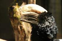 Silberwangen-Hornvogel (Bycanistes brevis) am 4.6.2010 im Vogelpark Steinen.