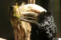 Silberwangen-Hornvogel (Bycanistes brevis) am 4.6.2010 im Vogelpark Steinen.