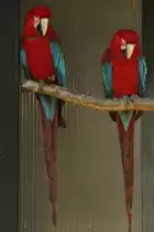 Gr�nfl�gelara (Ara chloroptera) am 4.6.2010 im Vogelpark Steinen.