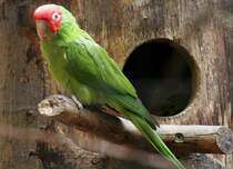 Guayaquil-Sittich (Aratinga erythrogenys) am 4.6.2010 im Vogelpark Steinen.