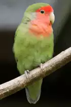 Rosenk�pfchen (Agapornis roseicollis) am 4.6.2010 im Vogelpark Steinen.