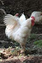 Deutscher Langschan am 4.6.2010 im Vogelpark Steinen.