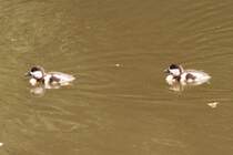 Rostgans-Kken (Tadorna ferruginea) am 4.6.2010 im Vogelpark Steinen.