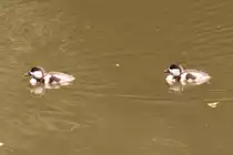 Rostgans-K�ken (Tadorna ferruginea) am 4.6.2010 im Vogelpark Steinen.