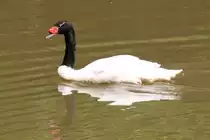 Schwarzhalsschwan (Cygnus melanocoryphus) am 4.6.2010 im Vogelpark Steinen.