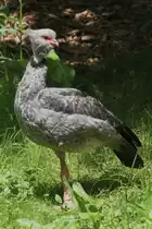 Halsband-Wehrvogel (Chauna torquata) am 4.6.2010 im Vogelpark Steinen.