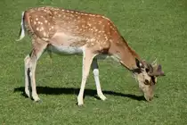 Europ�ischer Damhirsch (Dama dama dama) am 4.6.2010 auf dem Mundenhof.