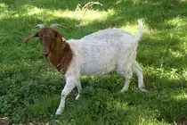 Burenziege am 4.6.2010 auf dem Mundenhof.