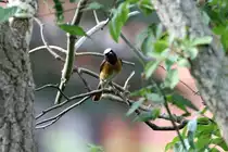 Ein Gartenrotschw�nzchen in unserem Garten.