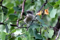 Eine M�nchsgrasm�cke in unserem Garten. Sie nisteten in unserem Jasmin und haben grad vier Junge.