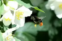 Eine Steinhummel im Landeanflug auf eine Jasminbl�te.