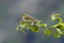Eine Gartengrasm�cke am Aussichtspunkt der Adlerstresse �ber dem Geirangerfjorden.