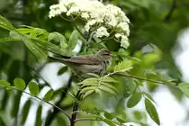 Eine Gartengrasm�cke vor unserer Hytte in Geiranger.