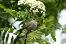 Eine Gartengrasm�cke vor unserer Hytte in Geiranger.