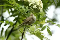 Eine Gartengrasm�cke vor unserer Hytte in Geiranger.