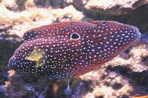 Echter Mirakelbarsch (Calloplesiops altivelis) am 4.6.2010 auf dem Mundenhof.