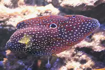 Echter Mirakelbarsch (Calloplesiops altivelis) am 4.6.2010 auf dem Mundenhof.