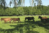 Ein Trupp Poitou-Esel auf dem Weg zum Fressen. Tiergehege Mundenhof am 4.6.2010.
