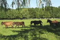 Ein Trupp Poitou-Esel auf dem Weg zum Fressen. Tiergehege Mundenhof am 4.6.2010.
