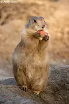 Schwarzschwanz-Pr�riehund.