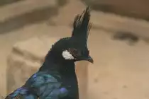 Palawan-Pfaufasan (Polyplectron napoleonis) am 16.6.2010 bei Montemor-o-Velho.