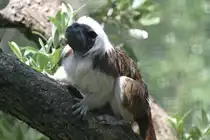 Lisztaffe (Saguinus oedipus) am 16.6.2010 bei Montemor-o-Velho (Europaradise Parque Zool�gico).