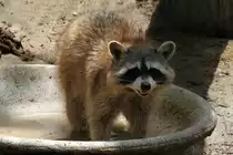 Nordamerikanischer Waschb�r (Procyon lotor) am 16.6.2010 bei Montemor-o-Velho (Europaradise Parque Zool�gico).