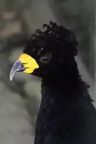 Gelblappenhokko (Crax daubentoni) am 16.6.2010 bei Montemor-o-Velho (Europaradise Parque Zool�gico).