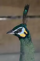 Malaiischer �hrentr�gerpfau (Pavo muticus muticus) am 16.6.2010 bei Montemor-o-Velho (Europaradise Parque Zool�gico).