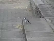 Bachstelze, Grevesm�hlen 26.04.2009