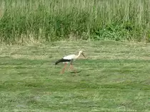 Diesen Storch sichtete ich auf Wiese an Stra�e von der B 105 nach Gostorf 22.06.2009