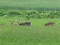 Rehe bei �ssen in der Feldmark bei Questin