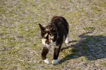 Da kommt die d�nische Hofkatze gucken was die Touristen da wieder machen.....