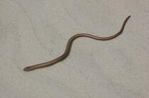 Diese Natter wollte am Houstrupstrand mal sehen ob die Nordsee da ist oder schon wieder weiter weg. 11.6.2011