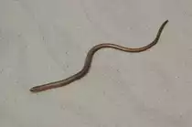 Diese Natter wollte am Houstrupstrand mal sehen ob die Nordsee da ist oder schon wieder weiter weg. 11.6.2011