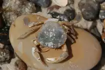 Kleiner Krebs auf gro�em Stein......14.6.2011